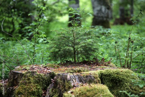 Canvas Print Detailaufnahme im Schwarzwald im Sommer