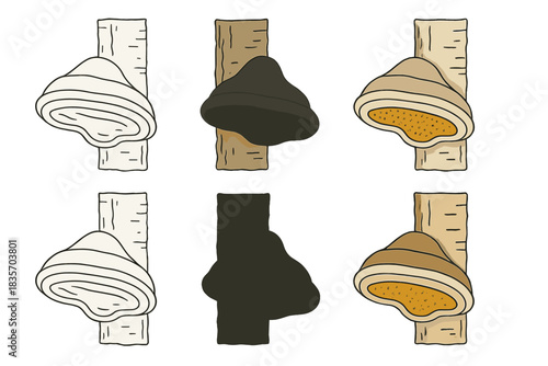Birch Polypore Cross-Section. Cross-section of birch polypore attached to bark, showing internal layers and spore surface, minimal