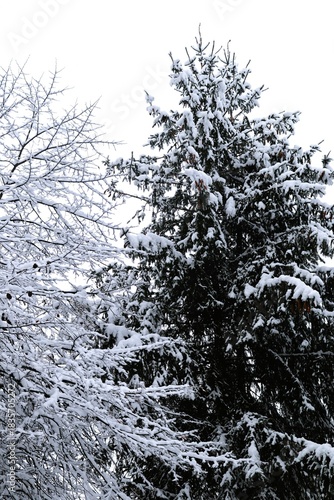 Snow-covered trees in a winter forest