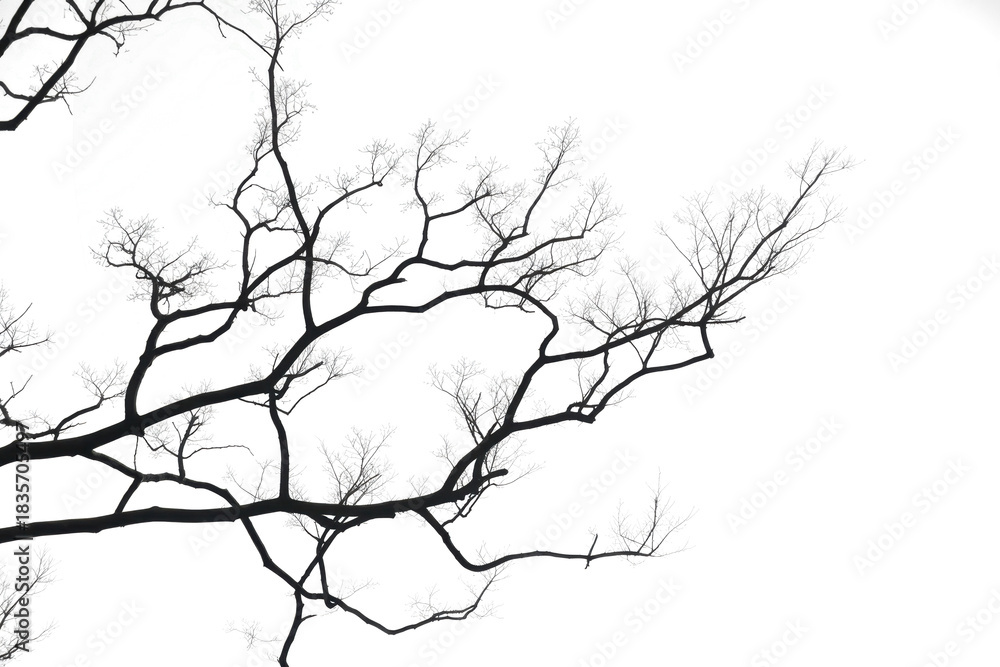 Fototapeta premium Silhouette tree 