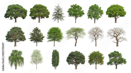 Collection trees maple oak birch chestnut Isolated nature objects 
