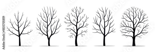Collection of trees without leaves isolated on white background 

