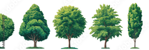 Watercolor green tree forest nature background. Garden landscape sketch park wood illustration. Set of summer spring foliage trees isolated on white 
