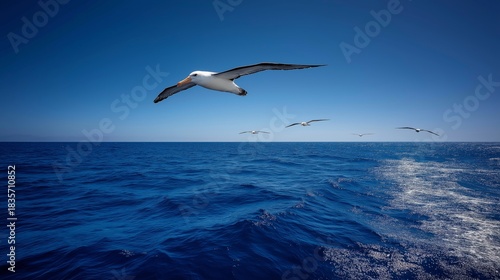 Soaring Seabirds over Ocean: Seabirds gracefully glide across an endless expanse of the deep blue sea, under a vast bright blue sky. They embody freedom and the untouched serenity of the open water.