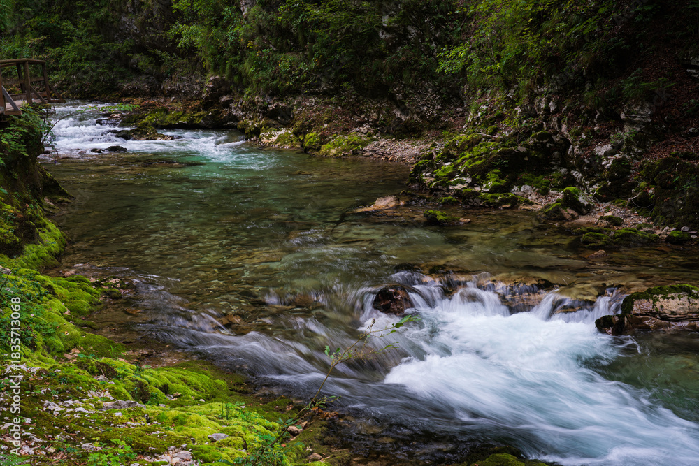 Fototapeta premium stream in the forest