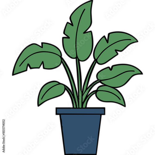 A Potted Green Houseplant With Large Broad Leaves in a Dark Blue Square Planter