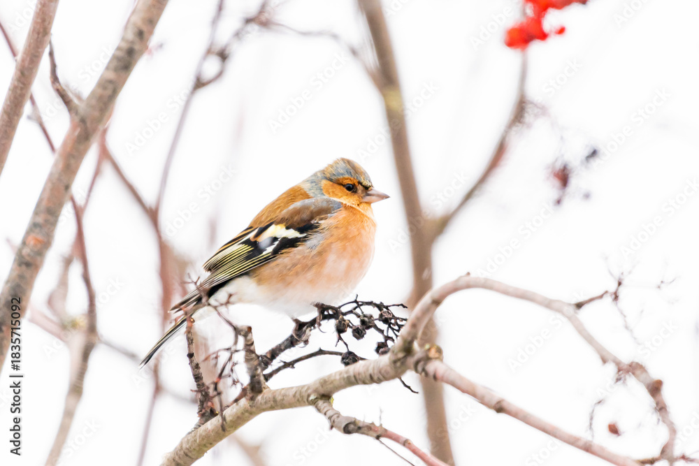 Fototapeta premium Buchfink