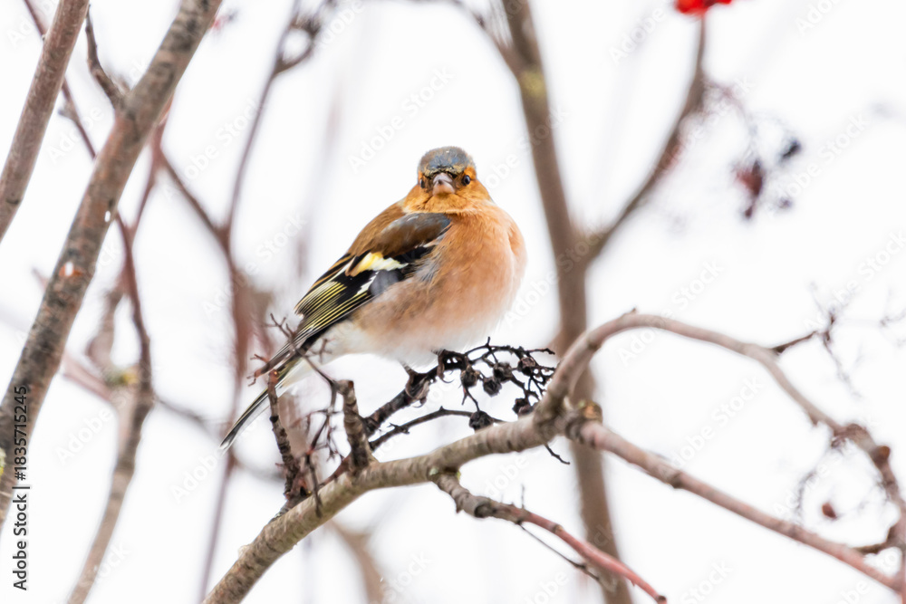 Fototapeta premium Buchfink