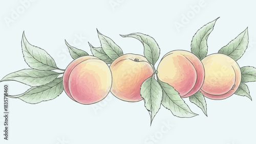 Delicate watercolor illustration of ripe peaches with leaves against a soft background