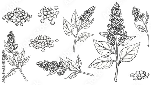 Hand drawn quinoa plant with grains and leaves isolated on white background vector