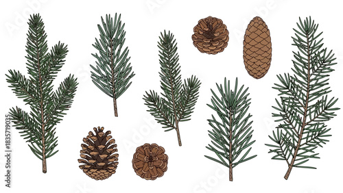 Detailed botanical illustration of fir branches and pinecones in elegant drawing style