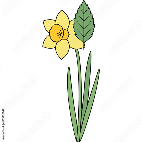 A yellow daffodil flower with green leaves and stem on a black background illustration with clean lines and simple design for spring season and nature themes