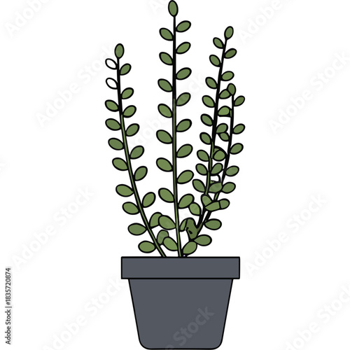 A Tall Potted Plant With Numerous Small Green Leaves And Stems Growing Upwards In A Simple Dark Gray Pot Against A Black Background