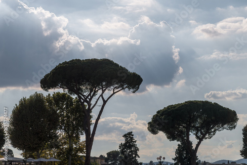 Pinien vor Wolkenhimmel im Gegenlicht