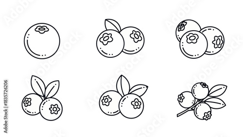 vector Botanical line art illustration showcasing blueberries in varying stages and arrangements