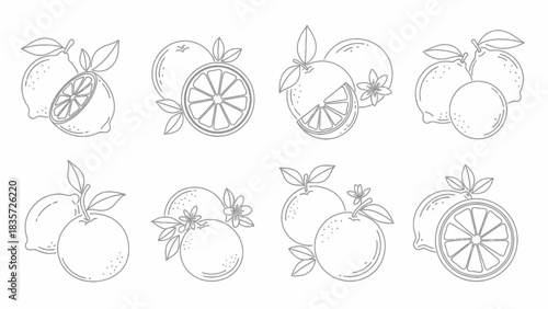 Delicate line art illustration showcasing fresh lemon and orange citrus fruit compositions
