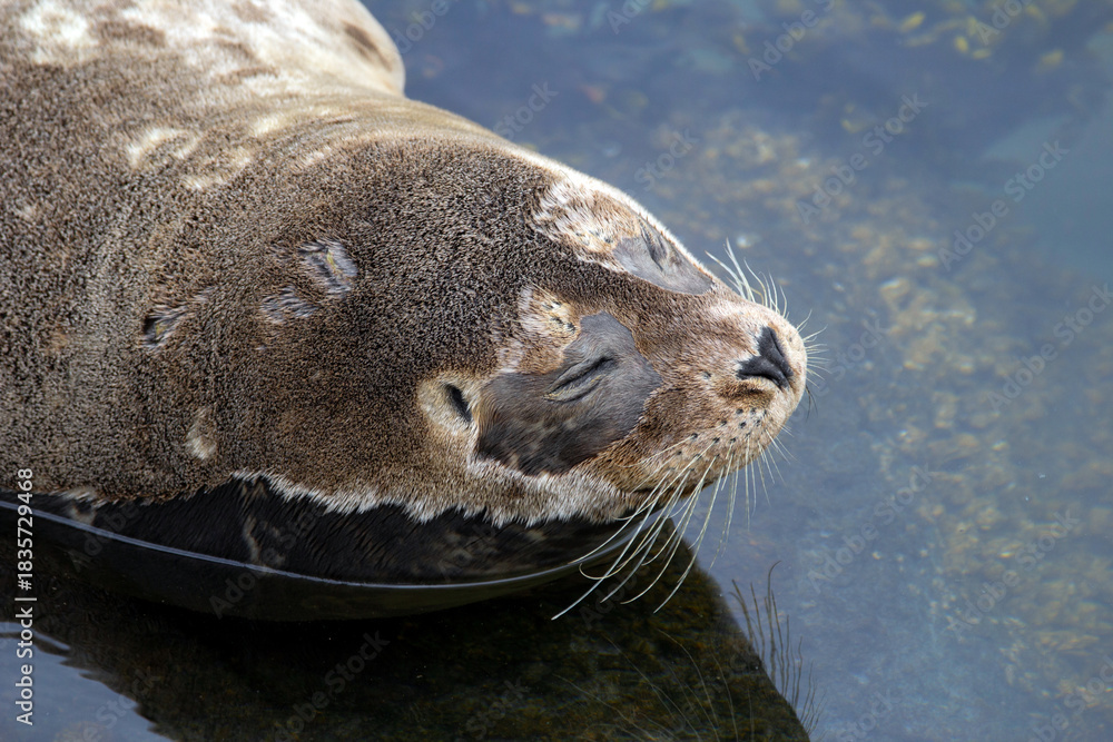Obraz premium Fluffy brown baby seal is laying on the rock in the sea.