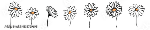 Set of chamomile silhouette. Collection of hand drawn various decorative blooming daisies. Elegant botanical vector illustration.