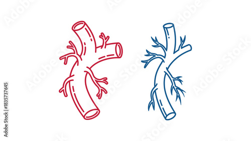 Comparative vascular structure illustration showing arterial and venous systems in detail outline