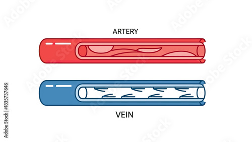 Diagram depicting the distinct structure of an artery and a vein for medical study