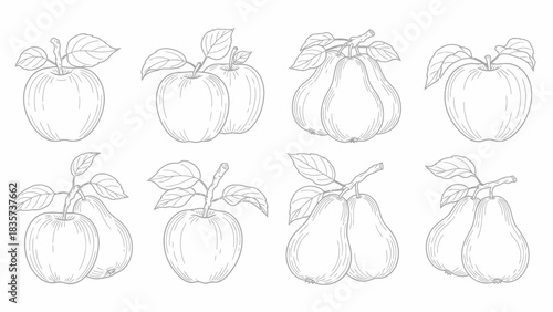 Detailed botanical sketch of various apples and pears illustration perfect for design projects