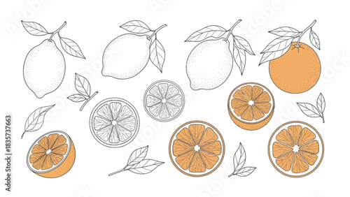 Delicate citrus fruit sketch with oranges lemons and foliage on a bright white background