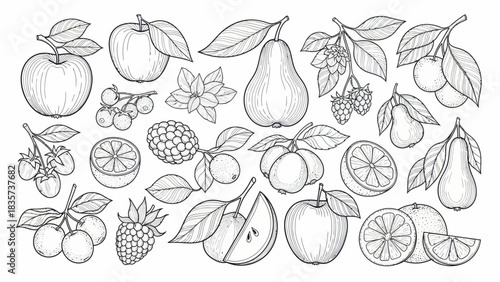 Engraving style fruits and berries sketch, vintage botanical collection, food themed design