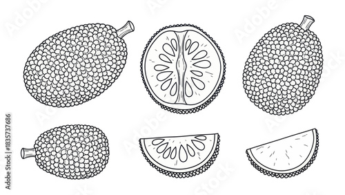 Detailed Jackfruit Illustration Displaying Exterior Texture and Interior Sections in Outlines