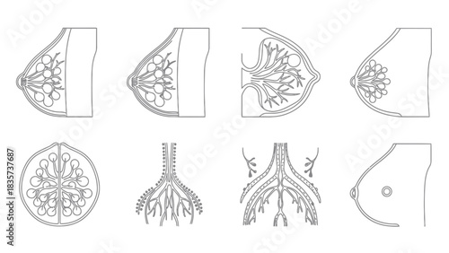 Anatomical breast illustration depicting mammary glands, lobes, and structures in varying views