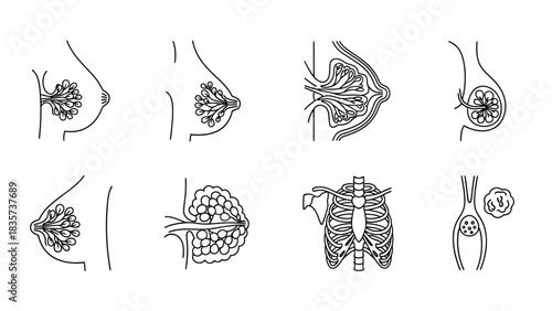 Anatomical illustrations depicting mammary gland structures and related chest anatomy outline