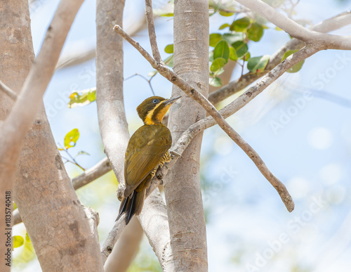 Fotografia Pica pau dourado escuro fêmea (Piculus chrysochloros) descansando após a aliment