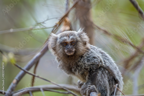 Bild auf Leinwand Filhote de sagui de tufo branco (Callithrix jacchus) curioso olhando