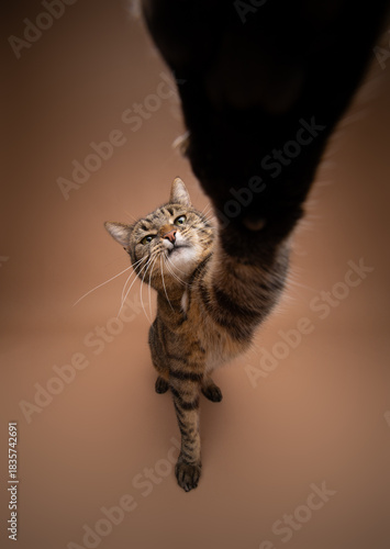 Ultra wide-angle shot of a playful tabby cat reaching for the camera with one paw. Studio shot with copy space.