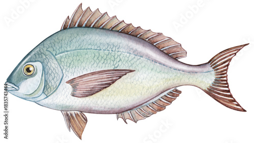 Hand-painted watercolor illustration of a Scup fish. Detailed and realistic artwork suitable for textbooks, educational materials, posters, and marine life prints.