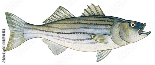 Hand-painted watercolor illustration of an Atlantic Striped Bass. Detailed and realistic artwork ideal for educational guides, field guides, posters, and wildlife prints.