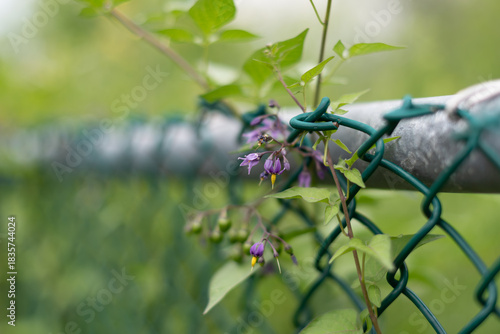 Close-up of bittersweet nightshade Solanum dulcamara growing on a chain-link fence in the Okanagan Valley