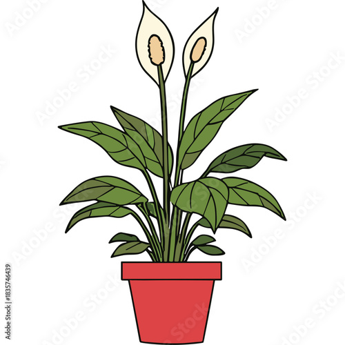 Elegant Peace Lily Plant with White Flowers and Green Leaves in a Red Pot Isolated on a Black Background