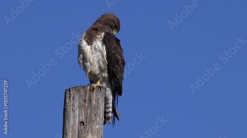 Extreme closeup of a Swainson’s Hawk preening atop a fencepost in bright morning light