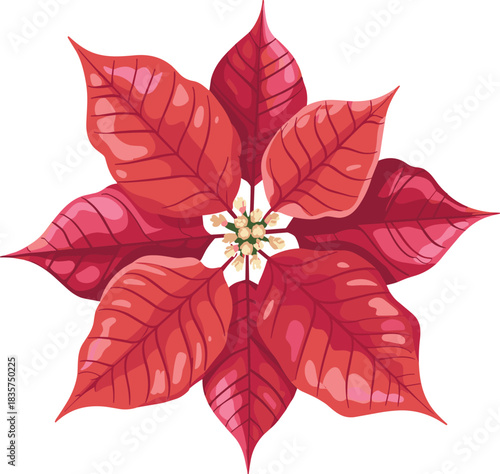 Poinsettia flower illustration, red bracts, holiday plant, Christmas bloom, seasonal decor, festive foliage, winter botany, decorative floral vector, vibrant petals