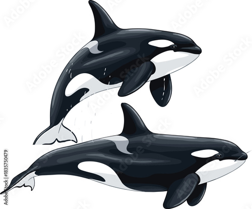 Orca silhouette, black and white vector, killer whale illustration, leaping marine animal, ocean wildlife, minimal design, aquatic graphic artwork