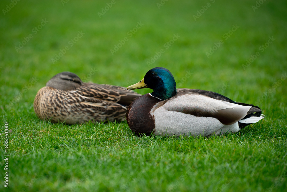 Obraz premium Minimalist portrait of a mallard duck pair in natural surroundings, using shallow depth of field and soft lighting to create a calm, focused image. great for nature scenes