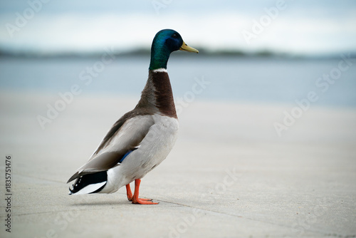 Bilde på lerret A sharp, bright image of a male mallard duck looking away serenely set against a