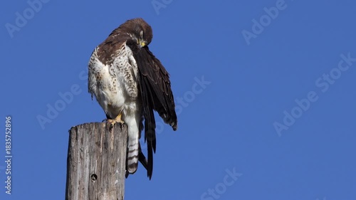 Extreme closeup of a Swainson’s Hawk preening atop a fencepost in bright morning light