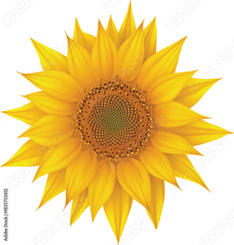 sunflower on white background