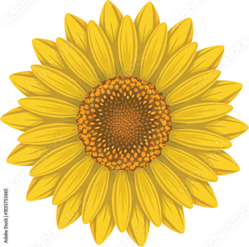 sunflower isolated on white background