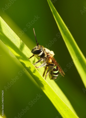 A close up of a Nomia sp. bee reveals its metallic sheen and intricate facial textures, capturing a tiny pollinator frozen in brilliant, shimmering detail