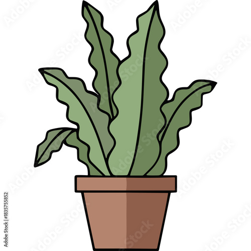 Green Bird's Nest Fern Plant in a Terracotta Pot with Soft Shadows and a Black Background