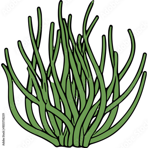 Green Plant Grass Bush With Thin Tall Stems Against Black Background Simple Flat Design Illustration