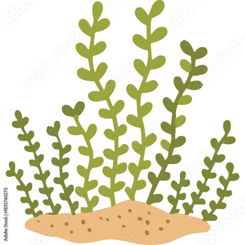 Green Seaweed Plants Growing From Sand Underwater Aquatic Flora Illustration