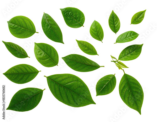 Isolated green leaves scattered against a stark black background